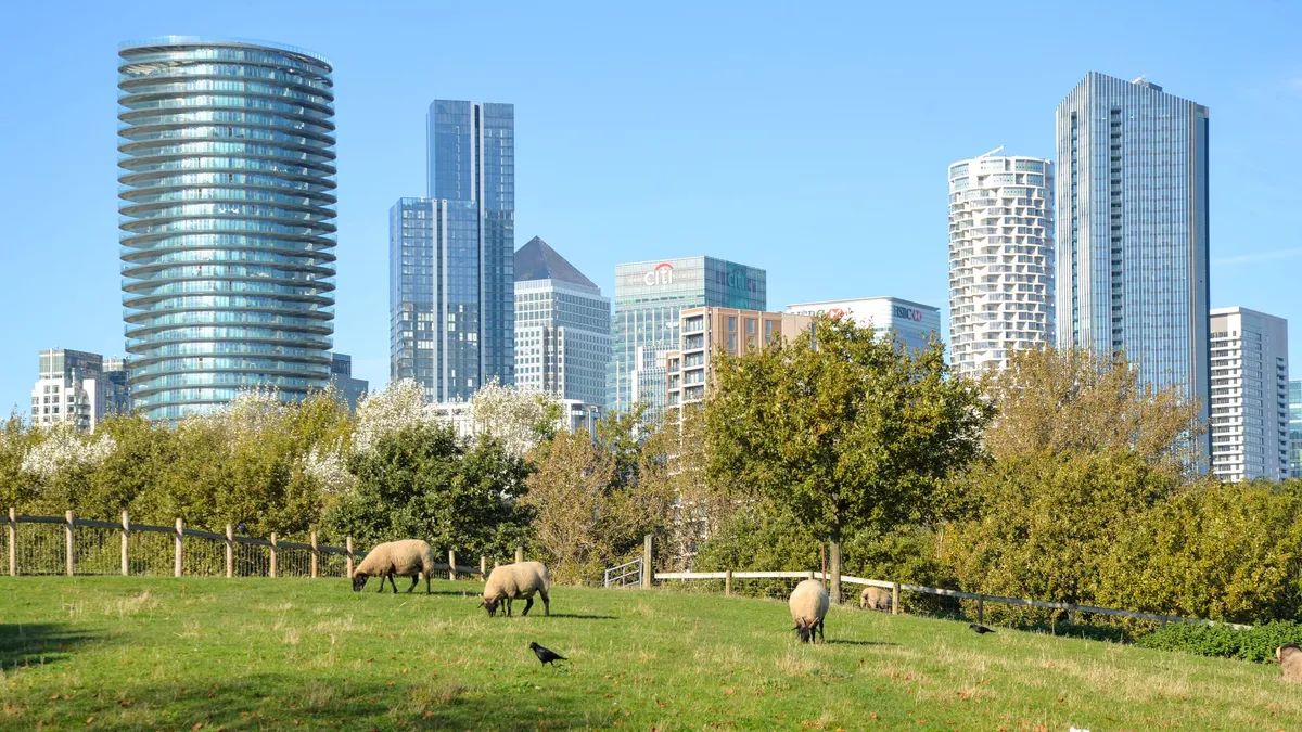 Sheep at Canary Farm - London Bus Advertising